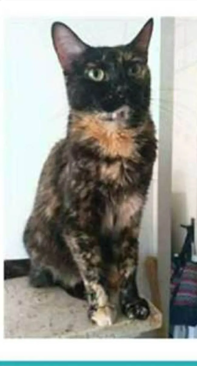 Gato ra a srd escaminha  idade 3 anos nome MEG