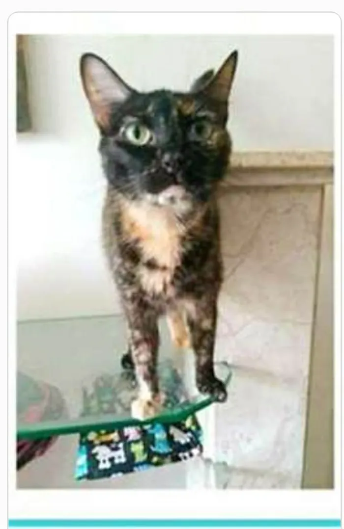 Gato ra a srd escaminha  idade 3 anos nome MEG