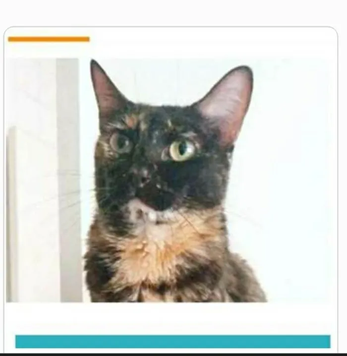 Gato ra a srd escaminha  idade 3 anos nome MEG