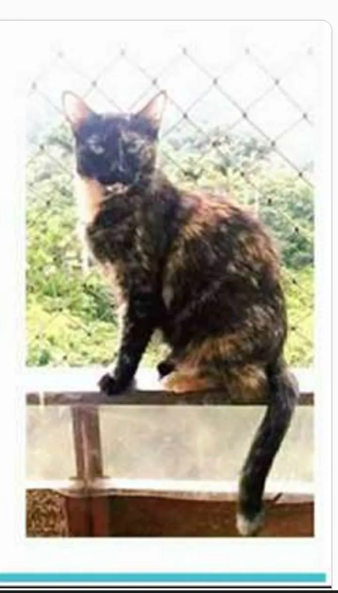 Gato ra a srd escaminha  idade 3 anos nome MEG
