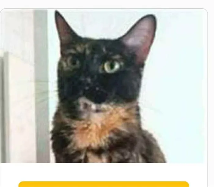 Gato ra a srd escaminha  idade 3 anos nome MEG