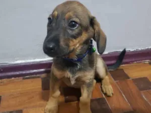 Cachorro raça SRD-ViraLata idade 2 a 6 meses nome Brenda
