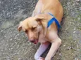 Simba