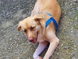 Cachorro raça indefinida idade 1 ano nome Simba