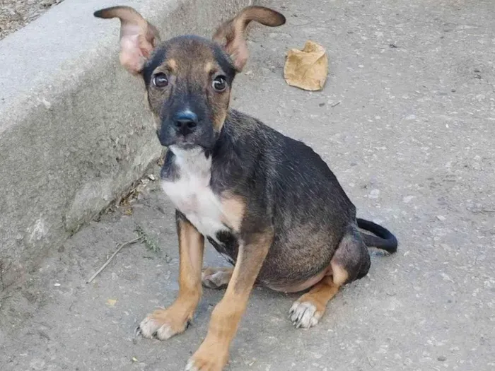 Cachorro ra a SRD-ViraLata idade 2 a 6 meses nome Granola