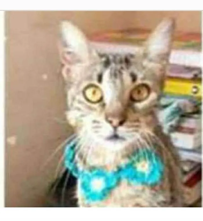 Gato ra a srd tigradinha  idade 7 a 11 meses nome NINA