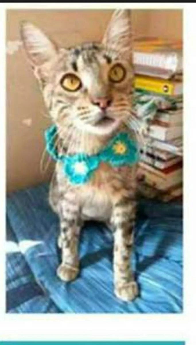 Gato ra a srd tigradinha  idade 7 a 11 meses nome NINA