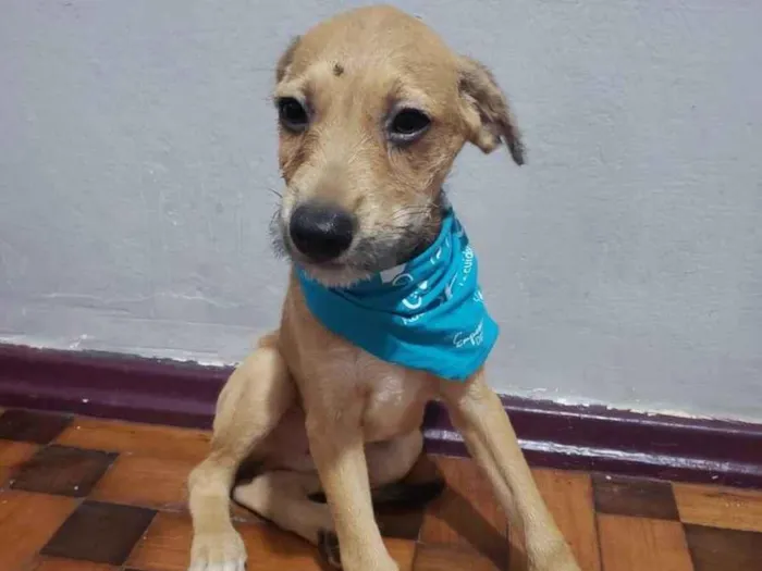 Cachorro ra a SRD-ViraLata idade 2 a 6 meses nome Alysson 