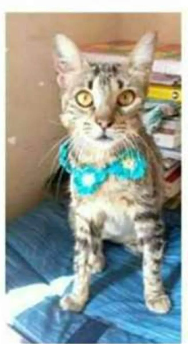 Gato ra a srd tigradinha  idade 7 a 11 meses nome NINA