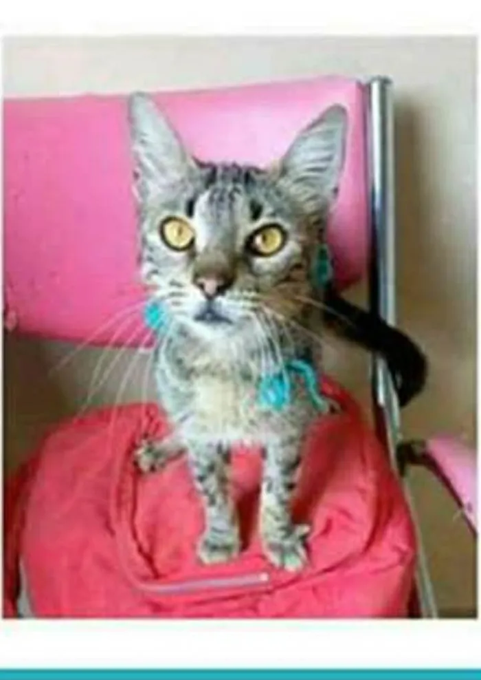 Gato ra a srd tigradinha  idade 7 a 11 meses nome NINA