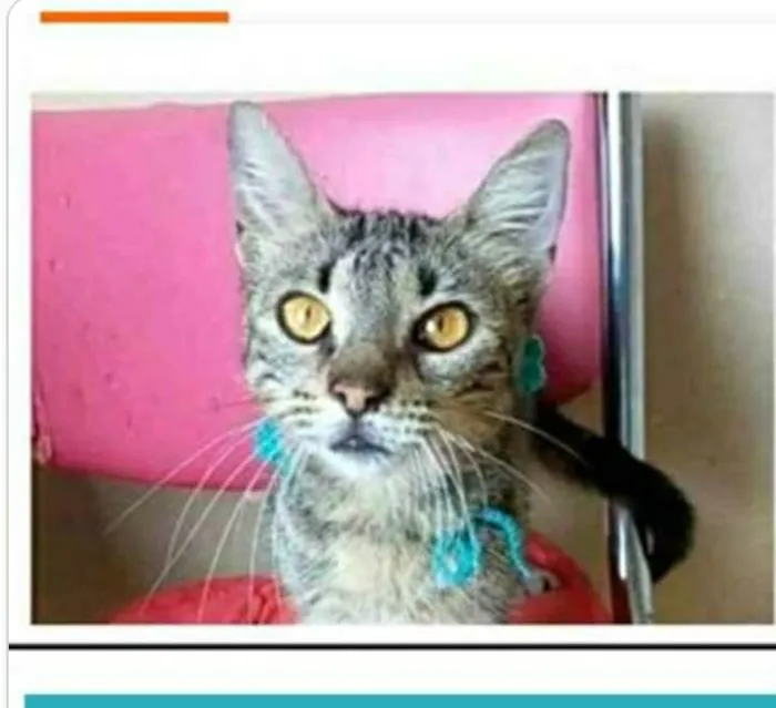 Gato ra a srd tigradinha  idade 7 a 11 meses nome NINA