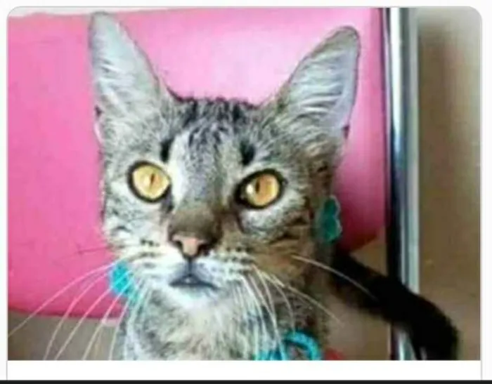 Gato ra a srd tigradinha  idade 7 a 11 meses nome NINA