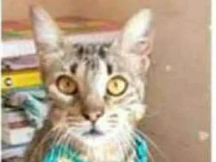 Gato ra a srd tigradinha  idade 7 a 11 meses nome NINA
