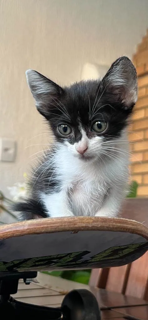 Gato raça SRD-ViraLata idade Abaixo de 2 meses nome Lola