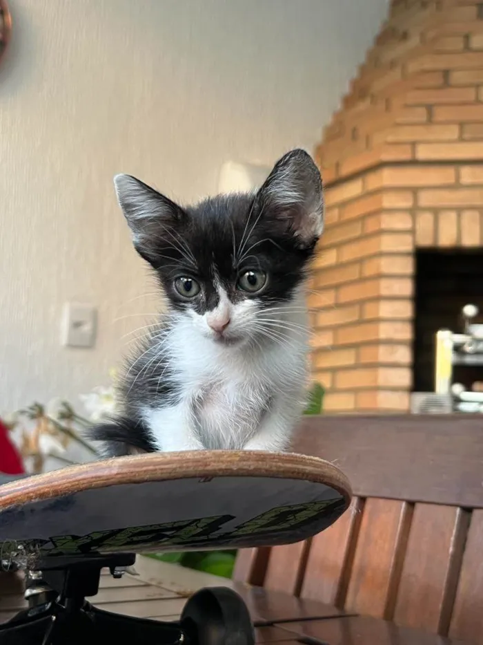 Gato raça SRD-ViraLata idade Abaixo de 2 meses nome Lola