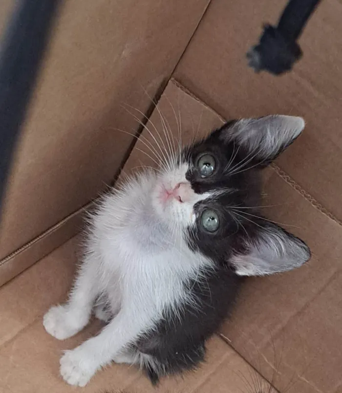 Gato raça SRD-ViraLata idade Abaixo de 2 meses nome Lola