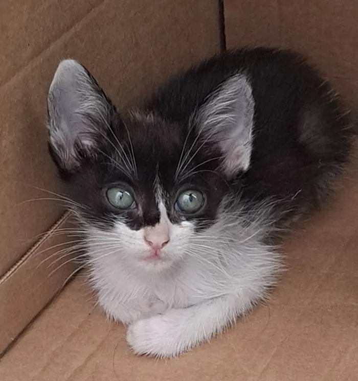 Gato raça SRD-ViraLata idade Abaixo de 2 meses nome Lola