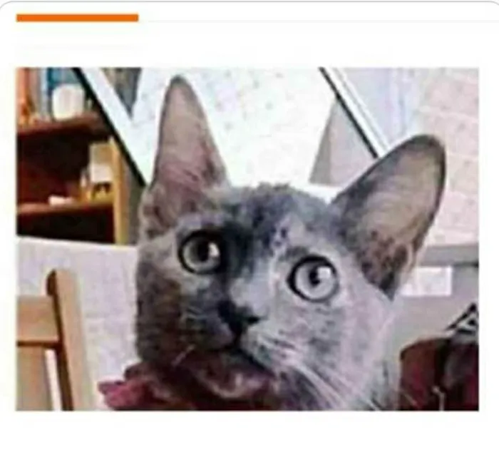 Gato ra a srd escaminha rosét  idade 2 a 6 meses nome MARIA