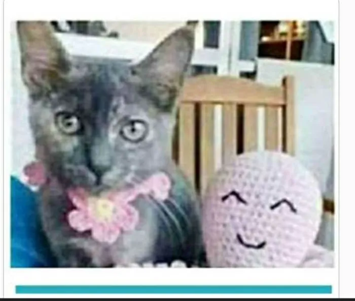 Gato ra a srd escaminha rosét  idade 2 a 6 meses nome MARIA