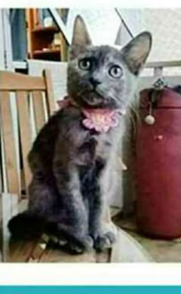 Gato ra a srd escaminha rosét  idade 2 a 6 meses nome MARIA