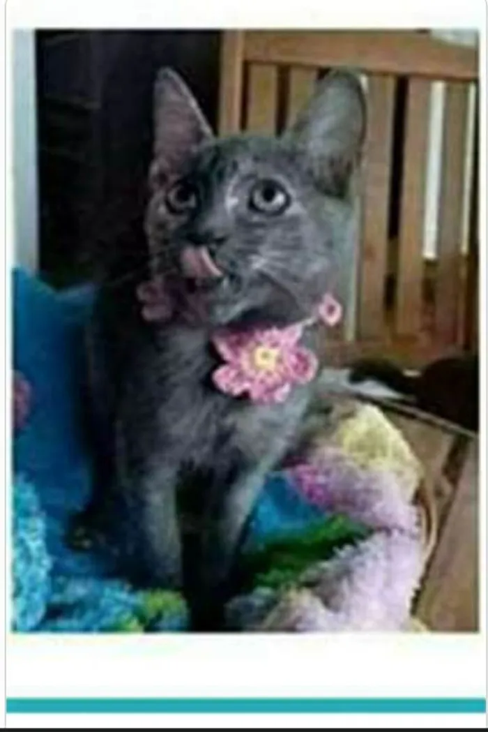 Gato ra a srd escaminha rosét  idade 2 a 6 meses nome MARIA