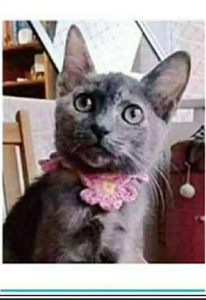 Gato ra a srd escaminha rosét  idade 2 a 6 meses nome MARIA