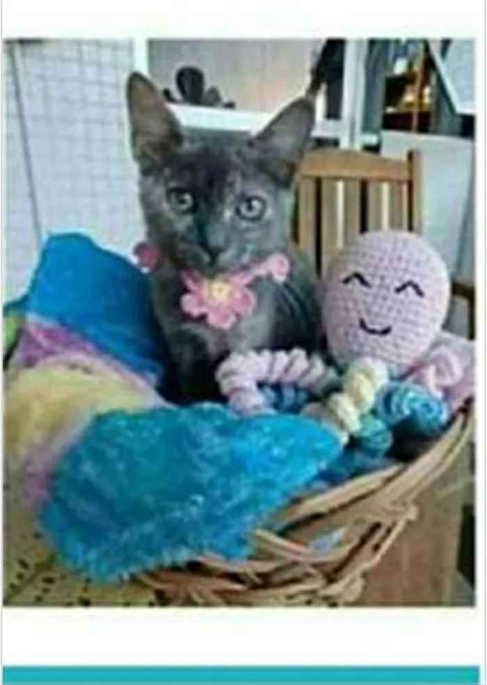 Gato ra a srd escaminha rosét  idade 2 a 6 meses nome MARIA