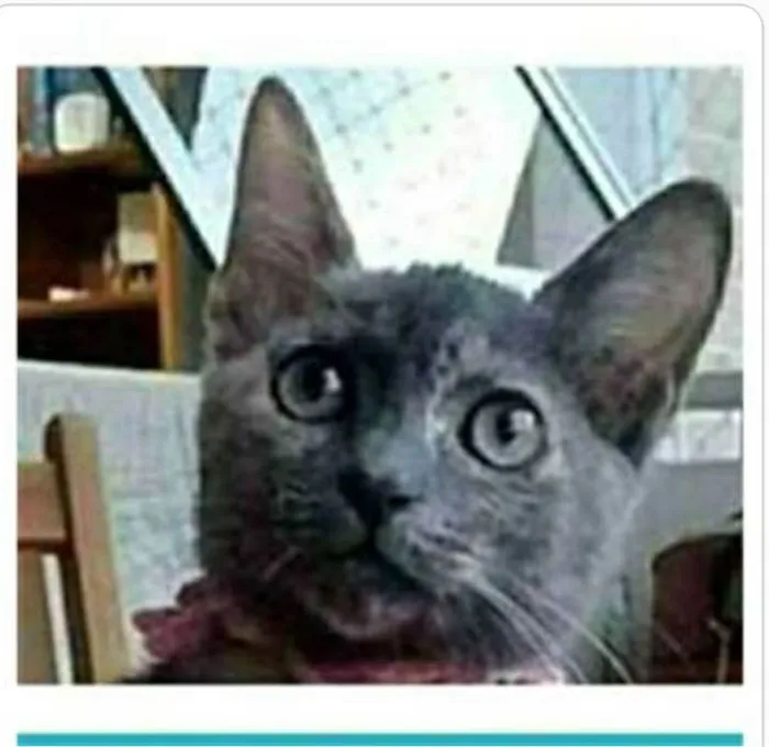 Gato ra a srd escaminha rosét  idade 2 a 6 meses nome MARIA
