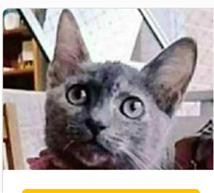 Gato ra a srd escaminha rosét  idade 2 a 6 meses nome MARIA