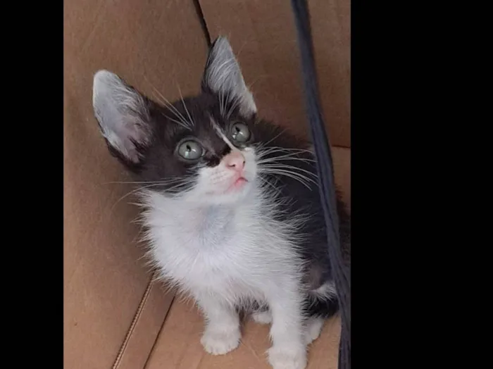 Gato raça SRD-ViraLata idade Abaixo de 2 meses nome Lola