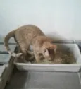 Pacato