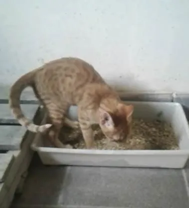 Gato ra a SRD-ViraLata idade 2 a 6 meses nome Pacato