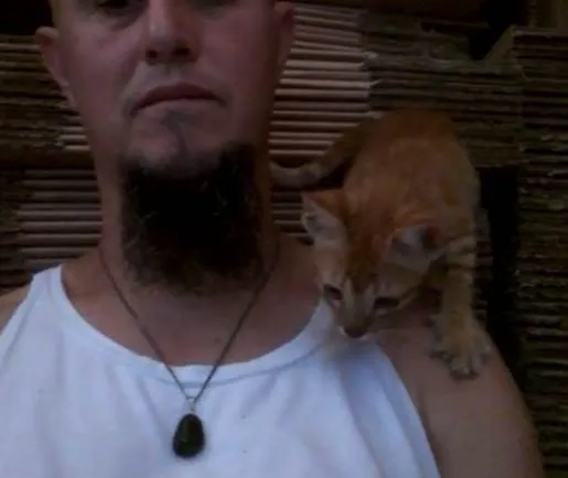 Gato ra a SRD-ViraLata idade 2 a 6 meses nome Pacato
