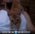 Pacato