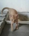Pacato