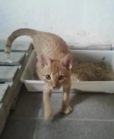 Gato ra a SRD-ViraLata idade 2 a 6 meses nome Pacato