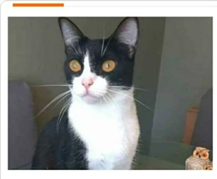 Gato ra a srd frajolinha  idade 2 anos nome MARGÔ 