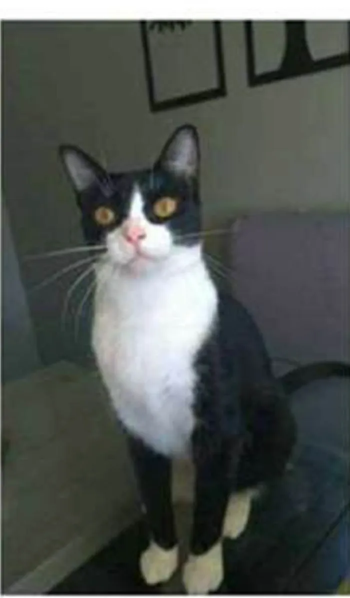 Gato ra a srd frajolinha  idade 2 anos nome MARGÔ 