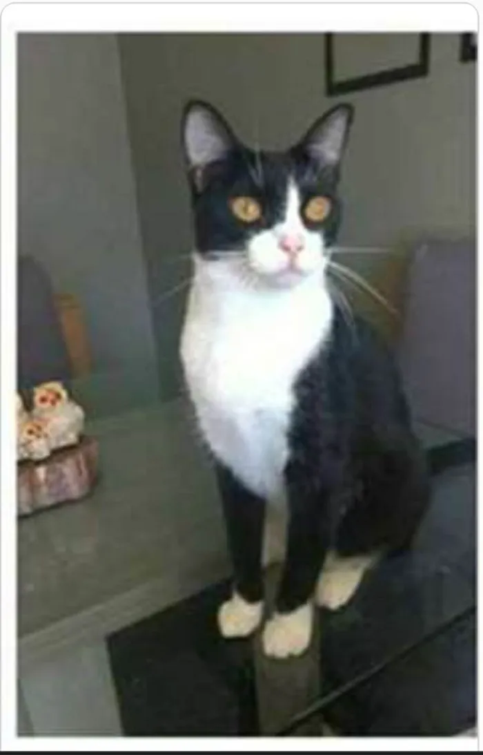 Gato ra a srd frajolinha  idade 2 anos nome MARGÔ 