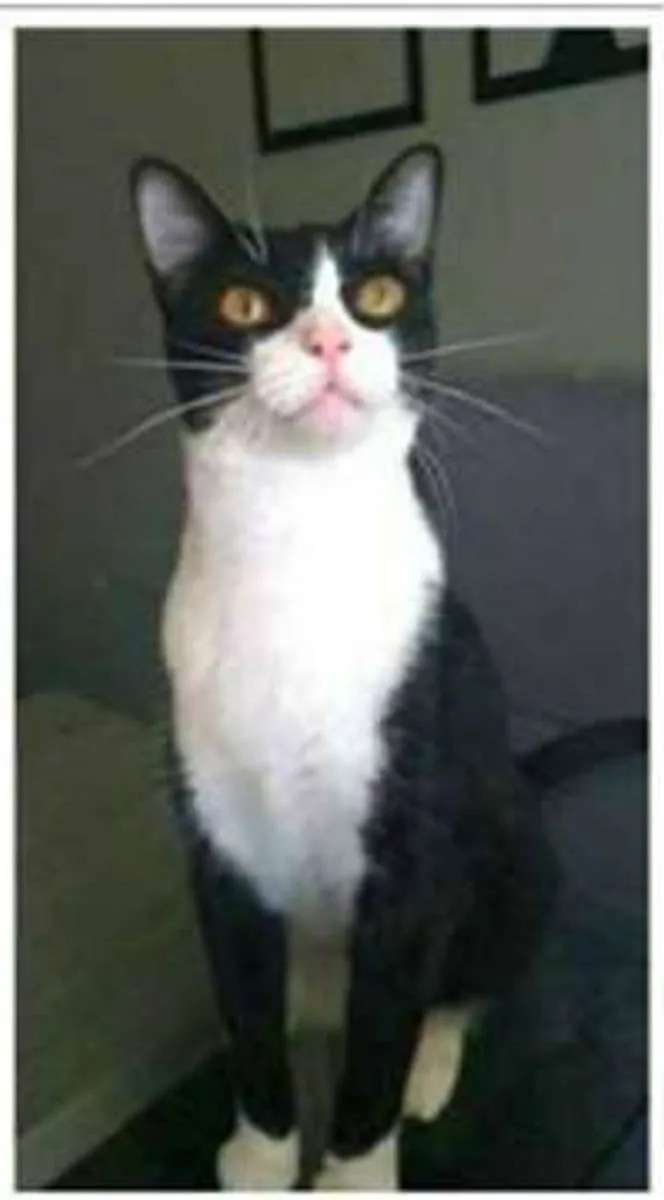 Gato ra a srd frajolinha  idade 2 anos nome MARGÔ 