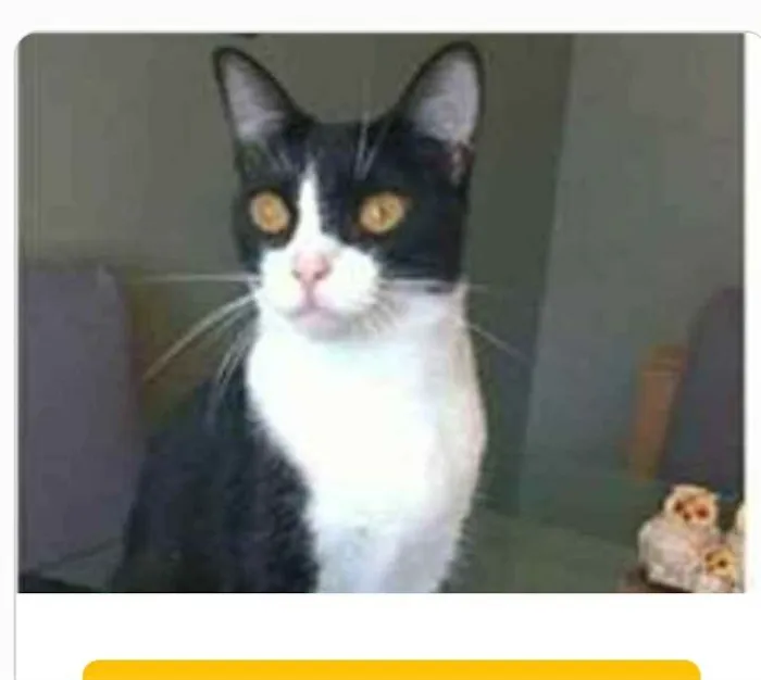 Gato ra a srd frajolinha  idade 2 anos nome MARGÔ 