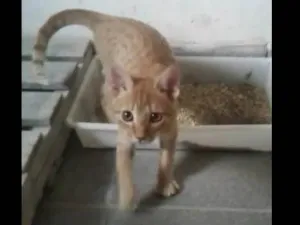 Gato raça SRD-ViraLata idade 2 a 6 meses nome Pacato