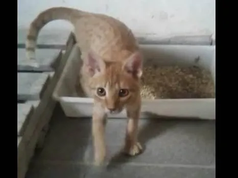 Gato ra a SRD-ViraLata idade 2 a 6 meses nome Pacato