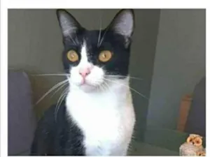 Gato raça srd frajolinha  idade 2 anos nome MARGÔ 