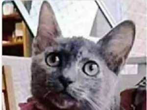 Gato raça srd escaminha rosét  idade 2 a 6 meses nome MARIA