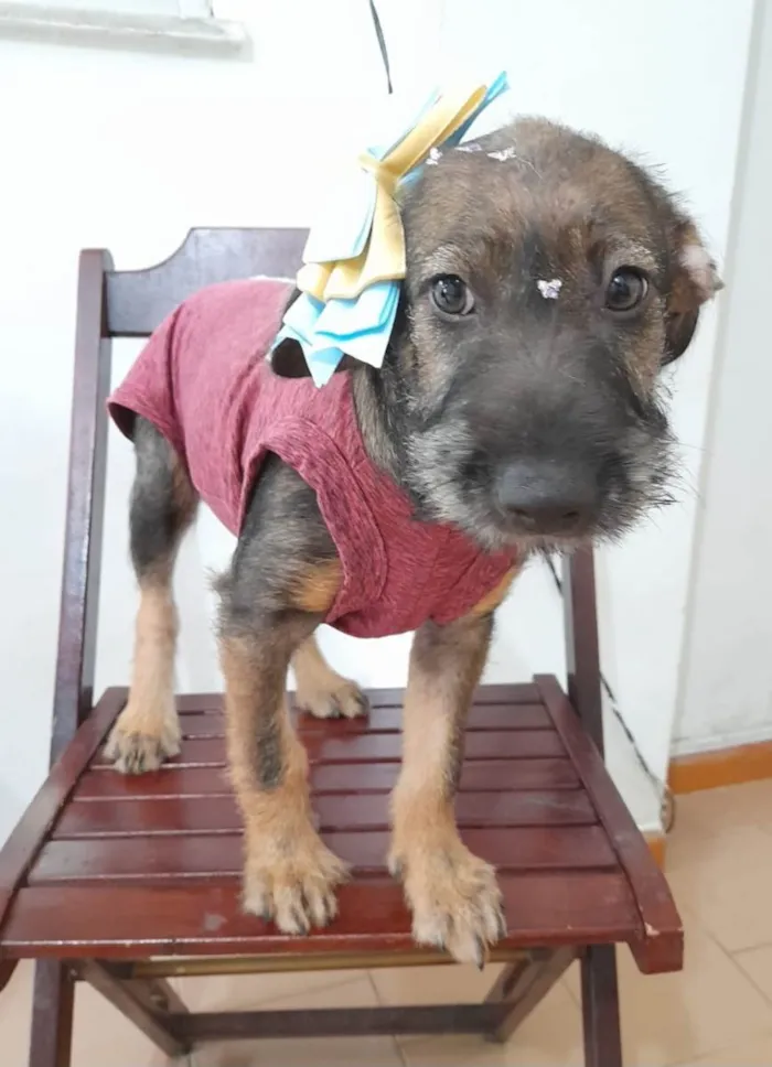 Cachorro ra a SRD-ViraLata idade 2 a 6 meses nome Filhote 4 meses