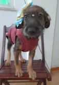Filhote 4 meses