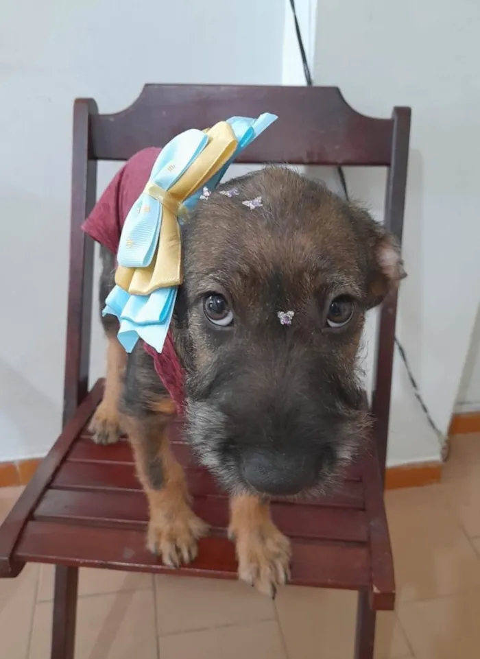 Cachorro ra a SRD-ViraLata idade 2 a 6 meses nome Filhote 4 meses