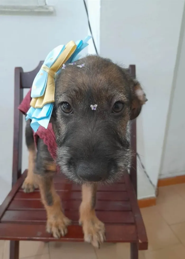 Cachorro ra a SRD-ViraLata idade 2 a 6 meses nome Filhote 4 meses