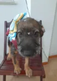 Filhote 4 meses